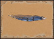 Burnett Blue Jay