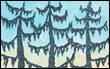 Spruces