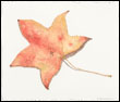 Sweet Gum