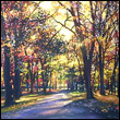 Michelle T. Courierart