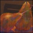 Shelley Schoenherr